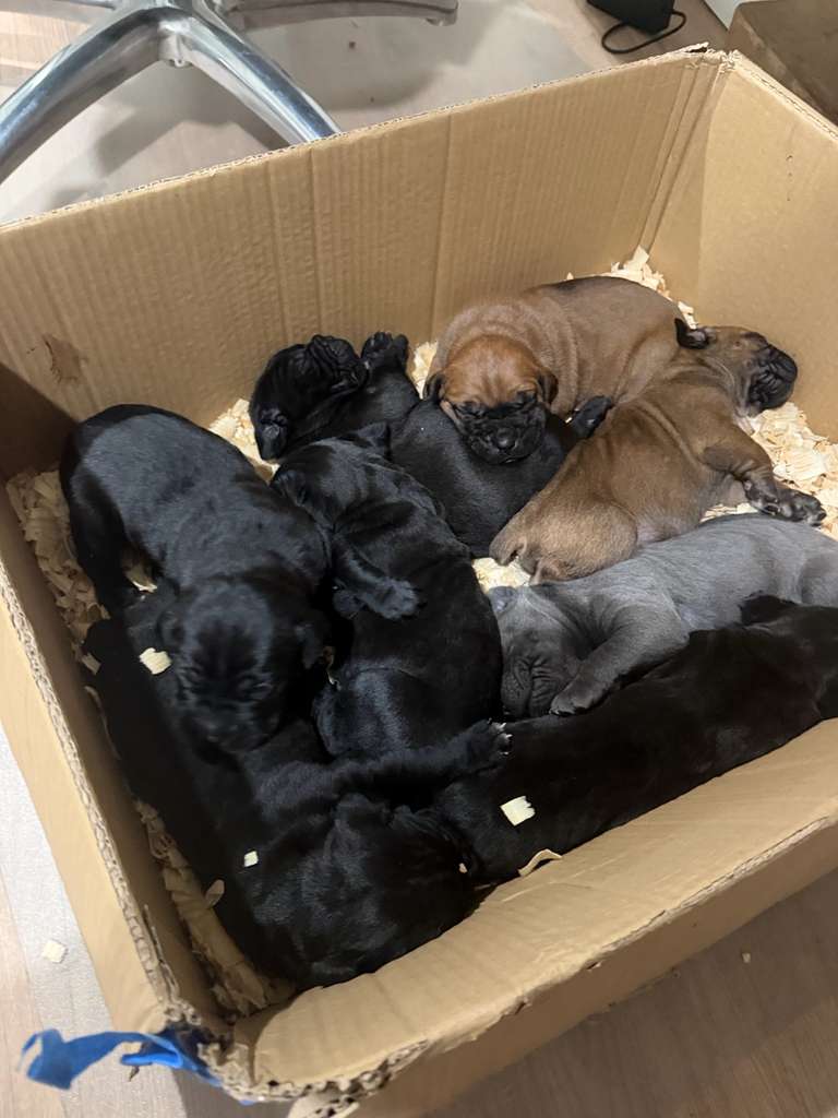 Mastering Socialization: Raising a Confident, Neutral Guardian