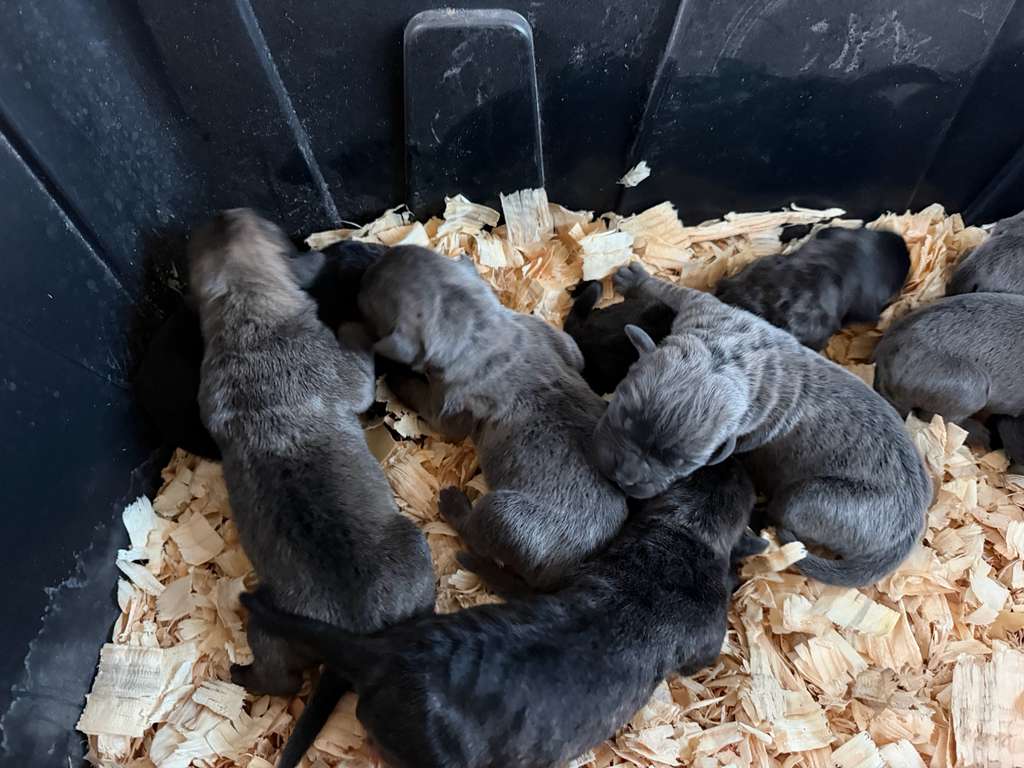 Bringing Your Cane Corso Home: The Complete Preparation Blueprint