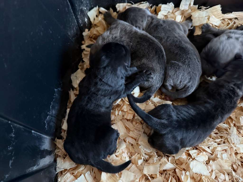 The Science of Corso Nutrition: Building a Foundation for Longevity