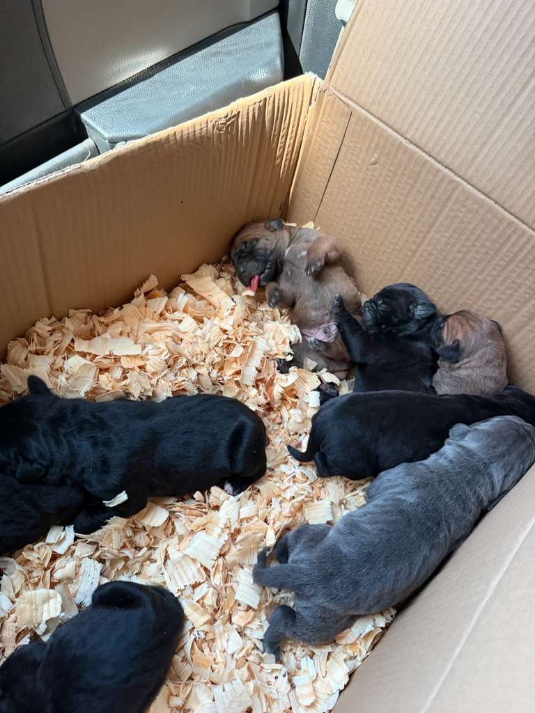 Crate Training & Housebreaking: The Foundation of Structure